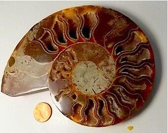 top quality fossil ammonite